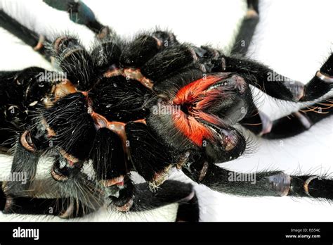 Malaysian earthtiger tarantula